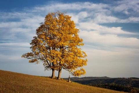Bright colored fall tree with clear blue sky Stock Photos