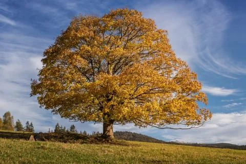 Bright colored fall tree with clear blue sky Stock Photos