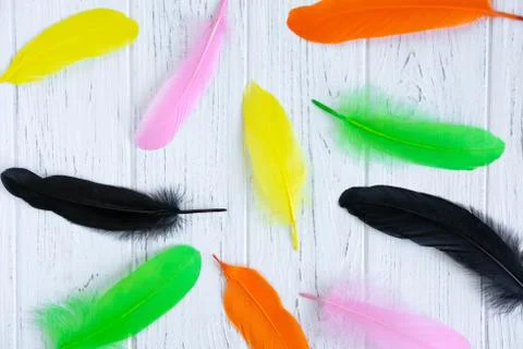 Bright colored feathers on a light background. Trendy background with beautif Stock Photos