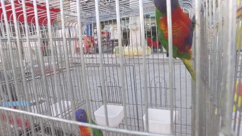 A bright colored parrot in a cage. Stock Footage 77556194