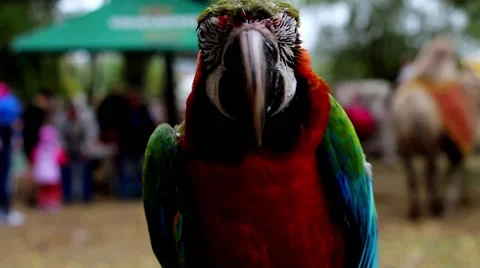 Bright Colored Parroton The Background of People Stock Footage 68376489