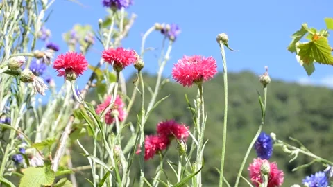 Bright colored red and blue cornflowers are moving in windy sunny day. Stock Footage 134480573