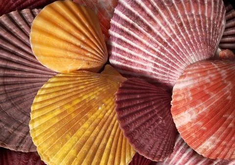 Bright Colored Shells In Heap. Stock Photos