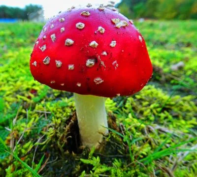 Bright colored toadstool Stock Photos
