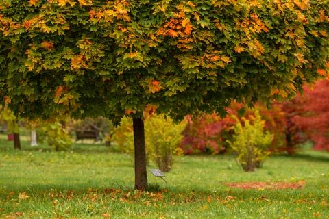 A bright, colored tree in the form of a ball in an autumn park Stock Photos