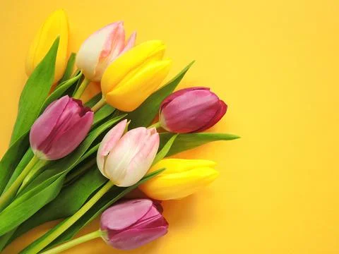 Bright colored tulips on yellow background Stock Photos