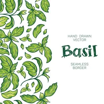 Bright colored vertical border of basil leaves with detailed sketch of the herb Stock Illustration