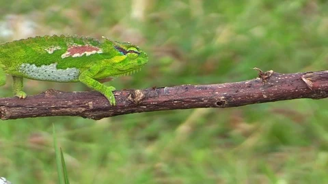 Bright colorful chameleon walking Stock Footage 81533077
