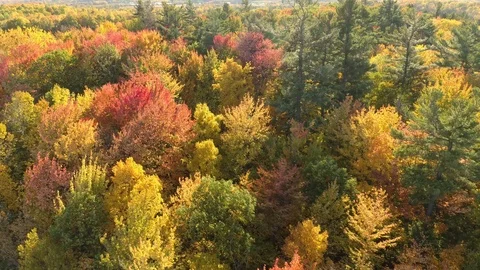 Bright colorful forest in fall viewed by rising drone in the countryside Stock Footage 119175896
