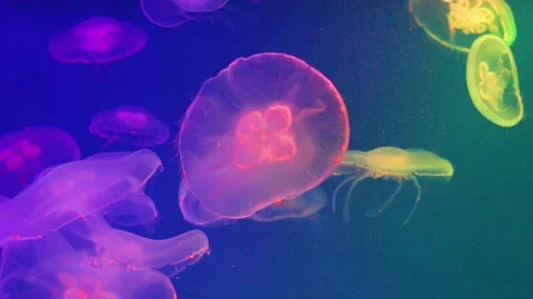 Bright colorful jellyfish float smoothly slowly water, illuminated with colors. Stock Footage 145985597