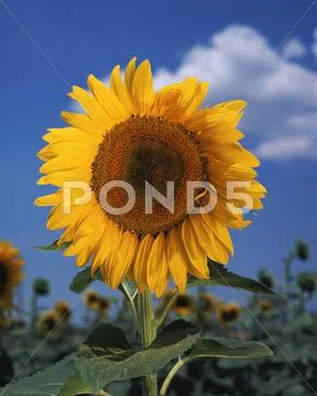 Bright colorful sunflower.jpg Stock Photos