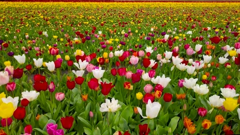 Bright colorful Tulips fields grows in the pattern in the Netherlands. Stock Footage 293658284