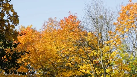 Bright colors of autumn Video stock 81364072