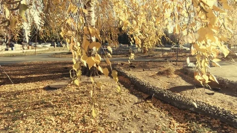 Bright colors of autumn Stock Footage 98551809