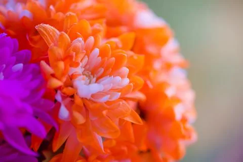 Bright Colors Background With Water Drops,Macro Photo,Petal Texture.soft focu Stock Photos