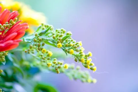 Bright Colors Background With Water Drops,Macro Photo,Petal Texture.soft focu Stock Photos