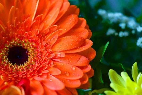 Bright Colors Background With Water Drops,Macro Photo,Petal Texture.soft focu Stock Photos