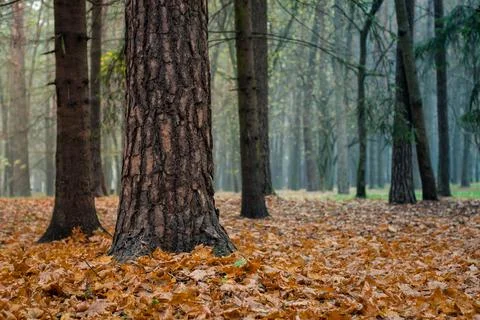 Bright colors of late autumn. a solid lush carpet of fallen maple orange leav Stock Photos