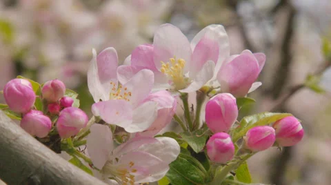 Bright colors of spring Stock Footage 31209507