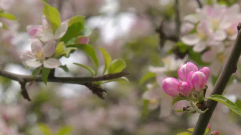 Bright colors of spring Stock Footage 31213092