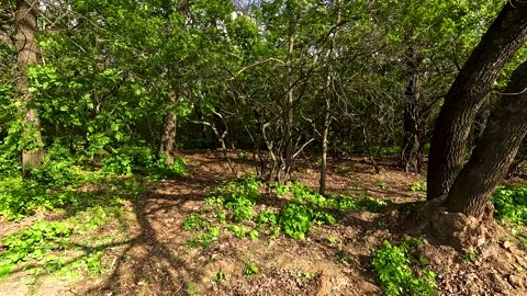 Bright colors of the spring forest Stock Footage 252520621