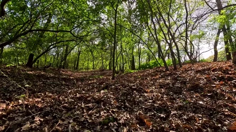 Bright colors of the spring forest Vídeo Stock 252520734