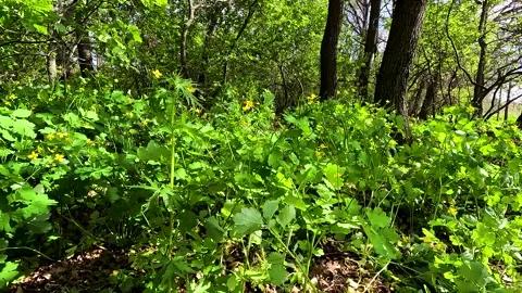 Bright colors of the spring forest Video stock 253085219