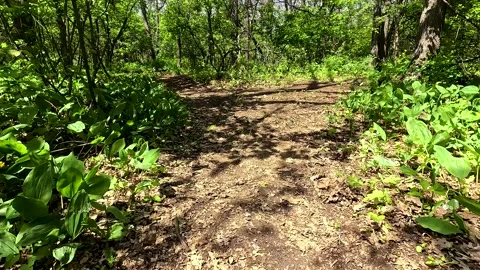 Bright colors of the spring forest 動画素材 253085222