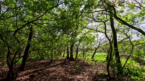 Bright colors of the spring forest Vídeo Stock 253085250