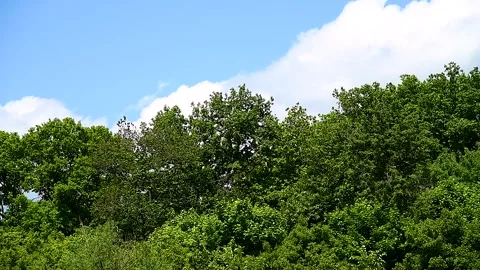 Bright colors of the spring forest Stock Footage 254338337