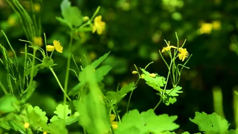 Bright colors of the spring forest Video stock 254909095
