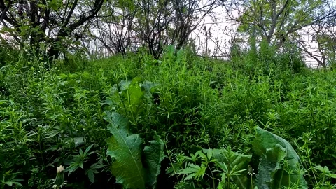 Bright colors of the spring forest Vídeo Stock 254909530