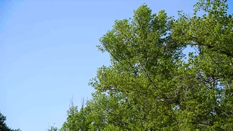 Bright colors of the spring forest Stock Footage 255442414
