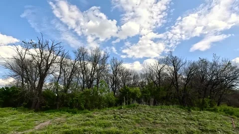 Bright colors of the spring forest Video stock 255443328