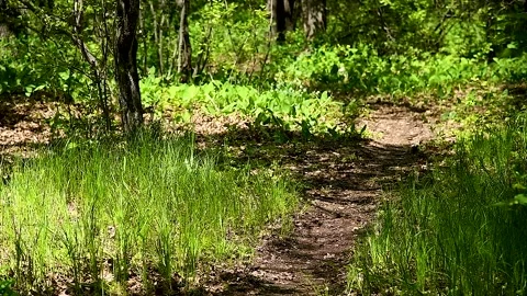 Bright colors of the spring forest Stock Footage 281509348