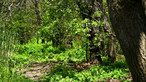 Bright colors of the spring forest Stock Footage 281509421