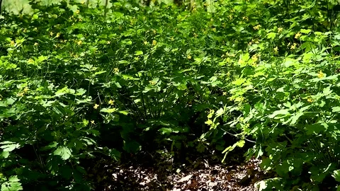 Bright colors of the spring forest Stock Footage 305988043