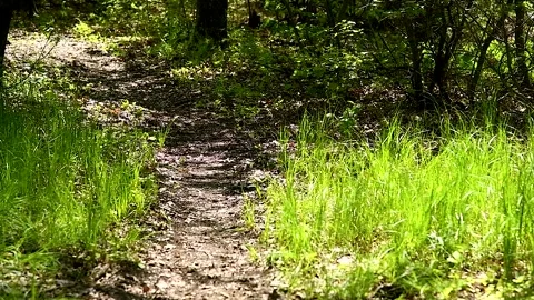 Bright colors of the spring forest Stock Footage 305988044
