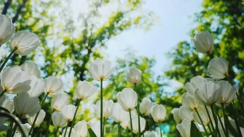 Bright colors of spring - white tulips in a spring forest Stock Footage 75986440
