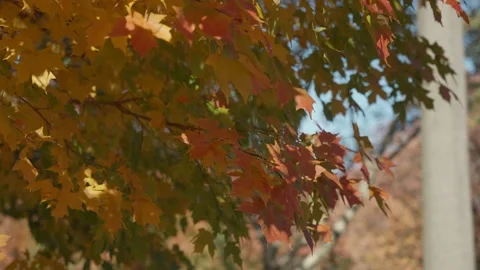 Bright colourful maple leaves moving slowly on a gentle breeze in Central Park Video stock 232175560