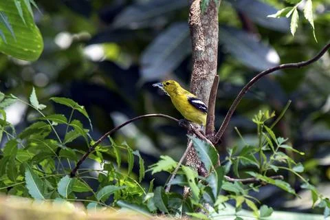 Bright Common Iora Perched On Tree Branch In Lush Green Foliage Stock Photos