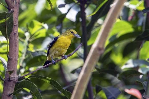 Bright Common Iora Perched On Tree Branch In Lush Green Foliage Stock Photos