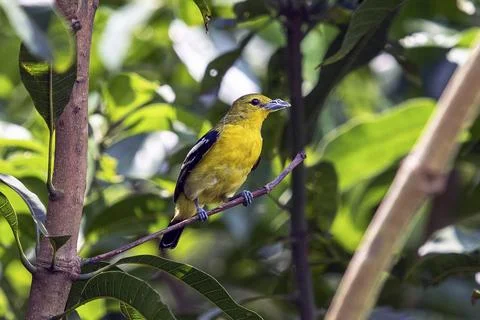 Bright Common Iora Perched On Tree Branch In Lush Green Foliage Foto stock