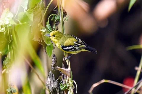 Bright Common Iora Perched On Tree Branch In Lush Green Foliage Stock Photos