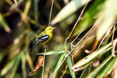 Bright Common Iora Perched On Tree Branch In Lush Green Foliage Foto stock