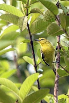 Bright Common Iora Perched On Tree Branch In Lush Green Foliage Foto stock