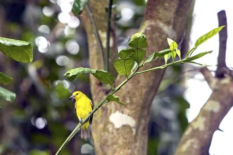 Bright Common Iora Perched On Tree Branch In Lush Green Foliage Stock Photos