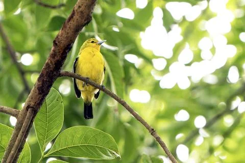 Bright Common Iora Perched On Tree Branch In Lush Green Foliage Stock Photos