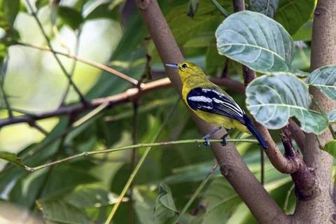 Bright Common Iora Perched On Tree Branch In Lush Green Foliage Stock Photos