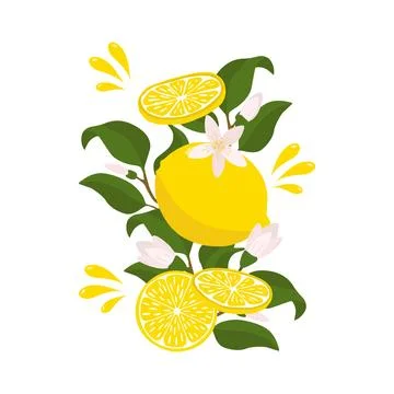 A bright composition of a lemon sprig with a whole lemon half, flying splashe Stock Illustration